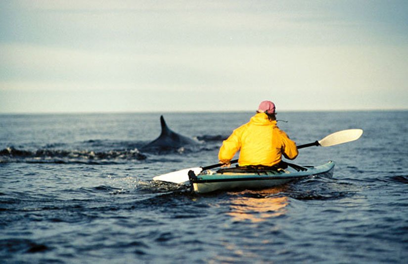 Kayak de mer avec les baleines (Tadoussac, Québec, Canada)