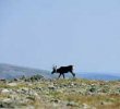 Des caribous