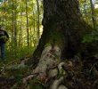 Arbres centenaire