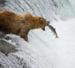 Le grizzlys