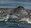 Des Baleines