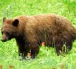 Le Grizzlys