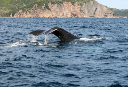 Guide d'observation des baleines à Tadoussac