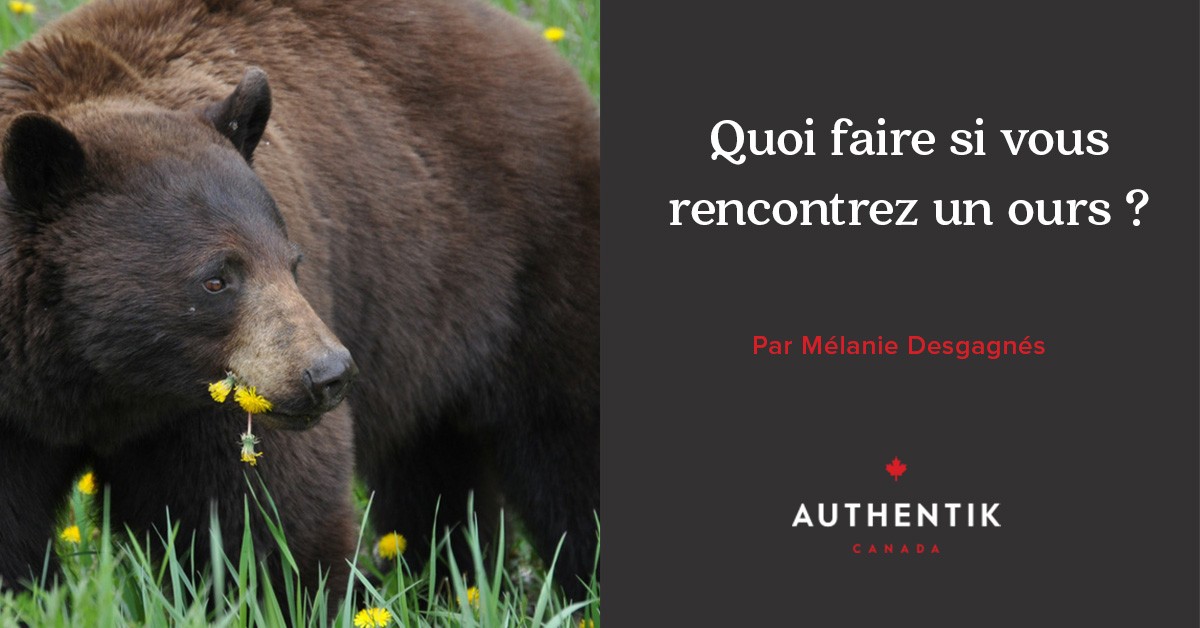 rencontre ours canada