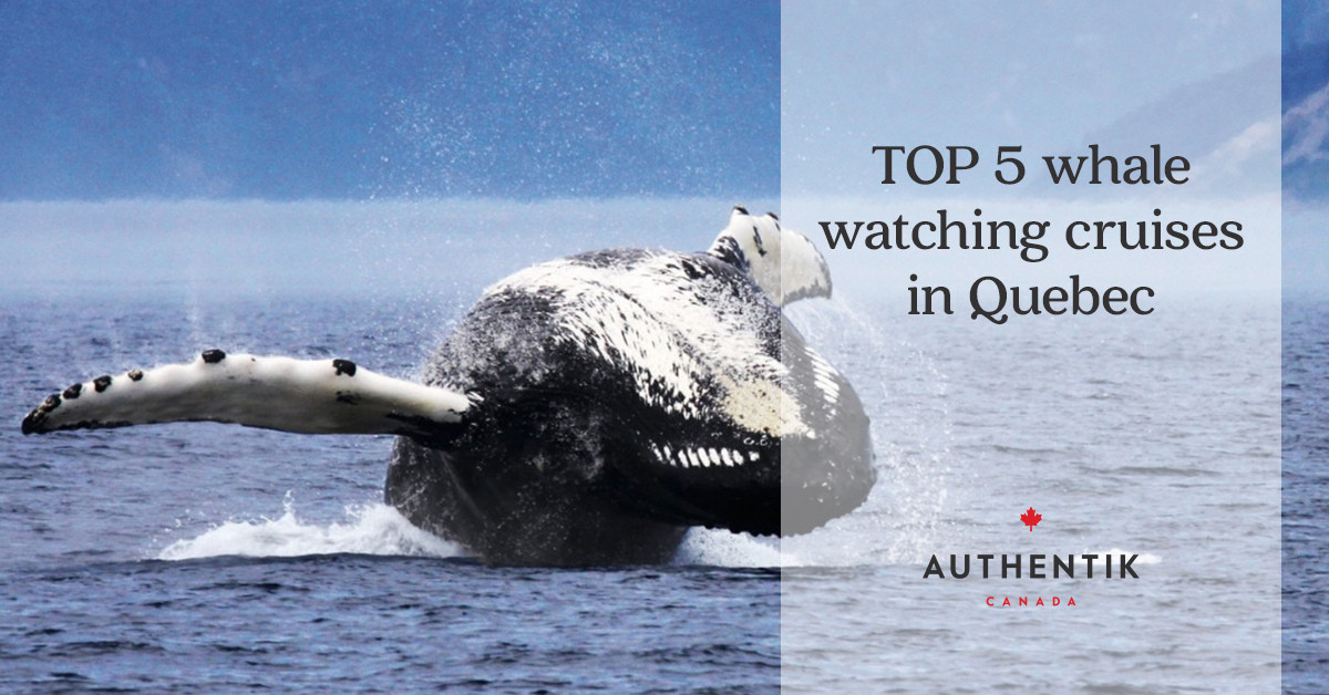 Top 5 Quebec whale watching cruises + tours | Authentik Canada
