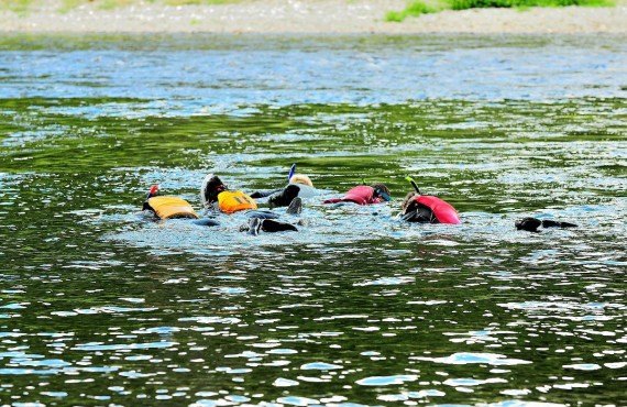 Apnee avec les saumons Apnee avec les saumons