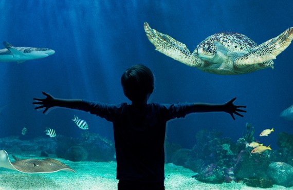 1-aquarium-vancouver 1-aquarium-vancouver