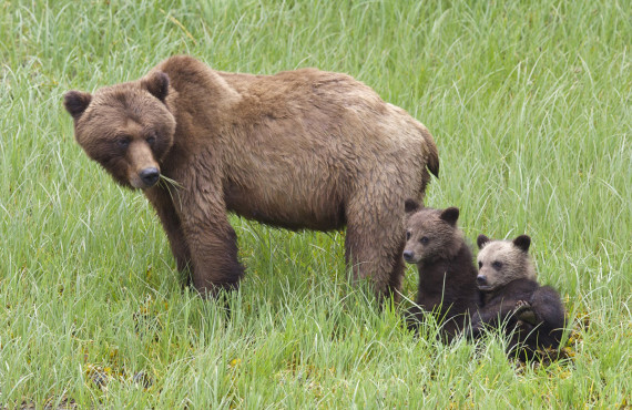 Grizzly with family Grizzly with family