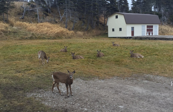 Gîte Cap Blanc, Anticosti, Quebec Gîte Cap Blanc, Anticosti, Quebec