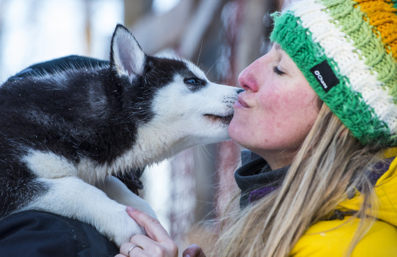Vos amis huskies Vos amis huskies