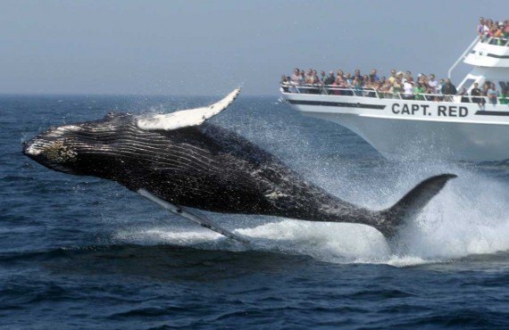 Safari aux baleines - Boston, MA