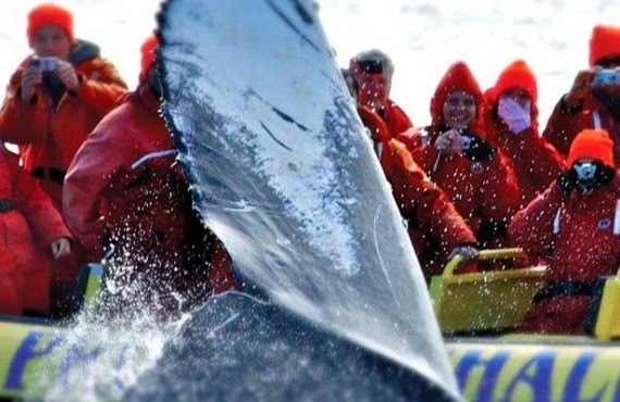 1-observation-baleine-orques-victoria-vancouver-zodiac.jpg