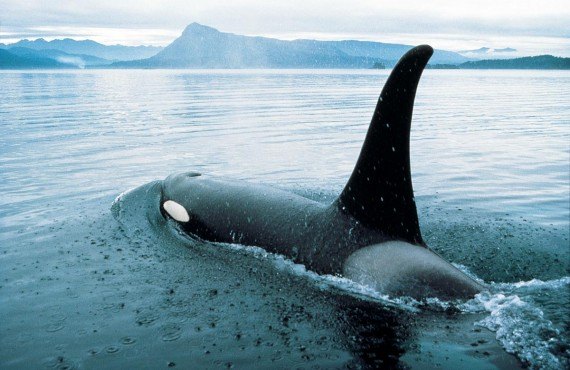 Orca whale watching