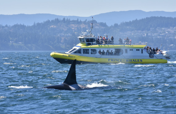 Whales observation, Telegraph Cove Whales observation, Telegraph Cove
