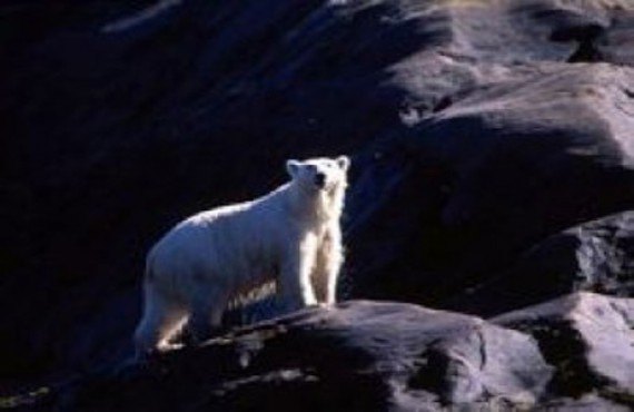 Ours polaires, Icebergs et Inuit Ours polaires, Icebergs et Inuit