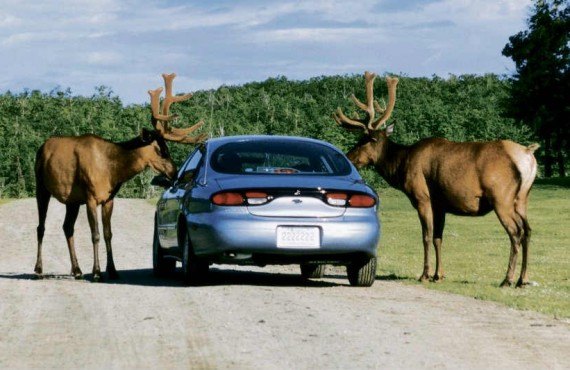 1-parc-omega-outaouais.jpg 1-parc-omega-outaouais.jpg