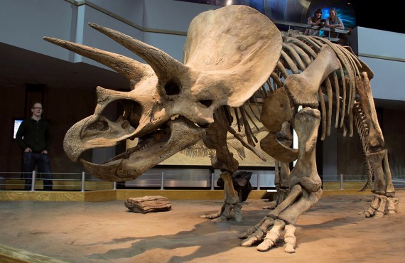 1-royal-tyrrell-museum 1-royal-tyrrell-museum