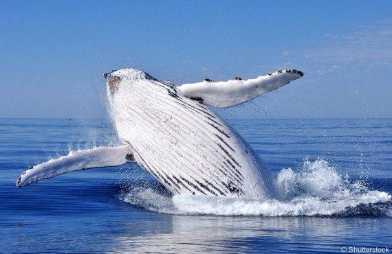 Safari aux baleines en bateau
