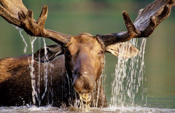 1-safari-photo-orignal-quebec-michel-julien.jpg 1-safari-photo-orignal-quebec-michel-julien.jpg