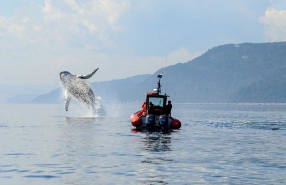 Jumping humpback whale, Tadoussac (Tourisme Quebec, Mars Loiselle)