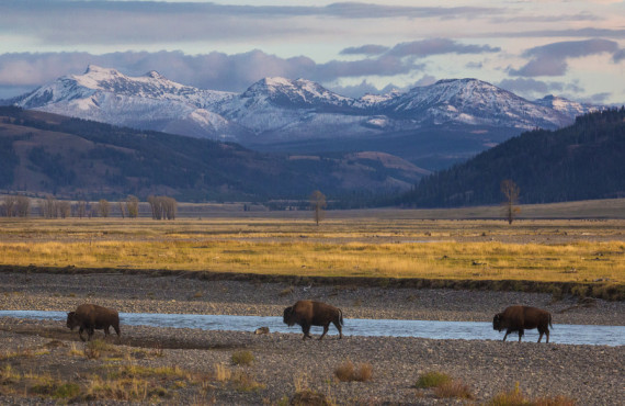 Bisons dans la Lamar Valley Bisons dans la Lamar Valley
