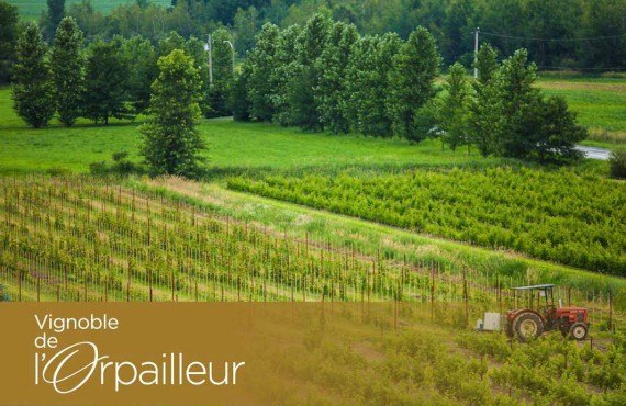 Vignoble de l'Orpailleur Vignoble de l'Orpailleur
