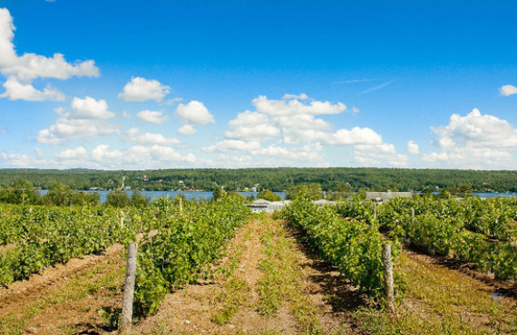 Vignoble le Cep d'Argent, Magog, QC Vignoble le Cep d'Argent, Magog, QC