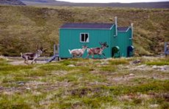 GRAND NORD - CARIBOUS - 1 GRAND NORD - CARIBOUS - 1