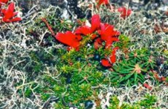 grand nord - fleurs arctiques grand nord - fleurs arctiques