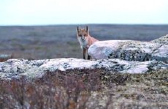 grand nord - renard grand nord - renard
