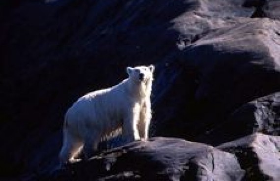 grand nord - ours polaire grand nord - ours polaire
