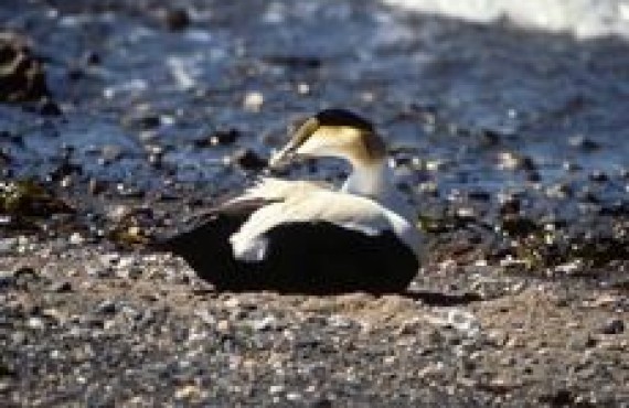 grand nord - eider grand nord - eider