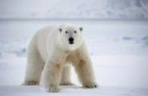 grand nord ours polaire grand nord ours polaire