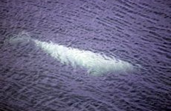 grand nord beluga grand nord beluga