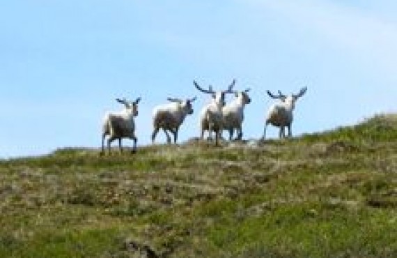 grand nord caribous -2 grand nord caribous -2