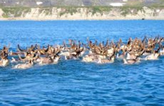 grand nord caribous -1 grand nord caribous -1