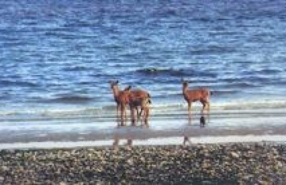 qualicum beach qualicum beach