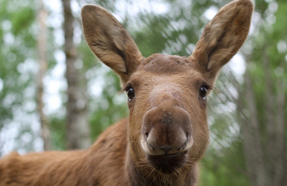 Elk Elk