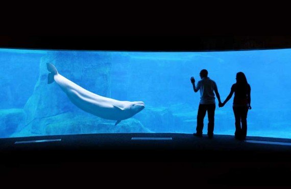 2-aquarium-vancouver.jpg 2-aquarium-vancouver.jpg