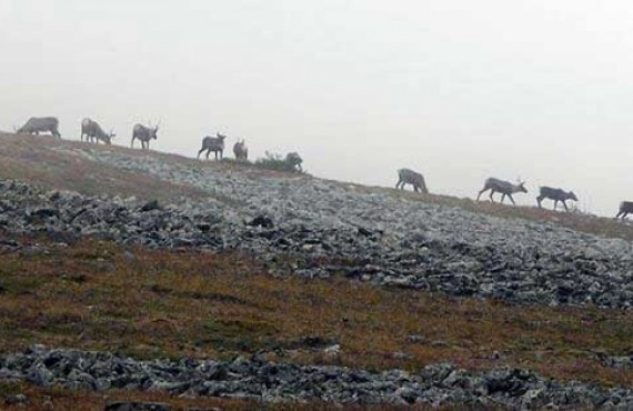 2-caribou-parc-gaspesie.jpg 2-caribou-parc-gaspesie.jpg