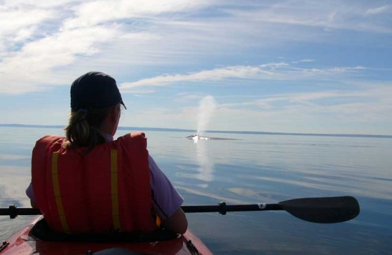 2-kayak-mer-baleine-bleue.jpg 2-kayak-mer-baleine-bleue.jpg