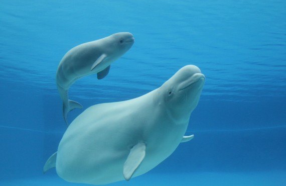 Belugas Belugas