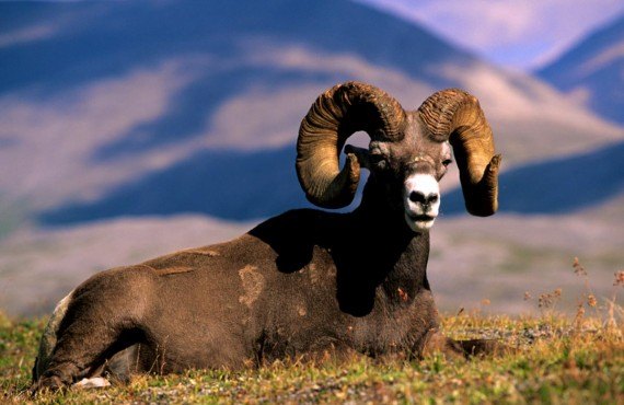 Bighorn sheep 