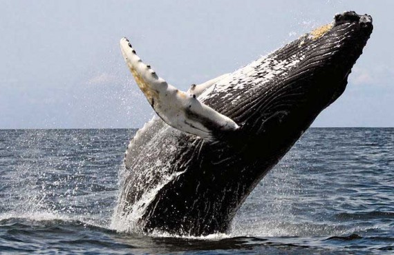 2-observation-baleine-boston-safari.jpg 2-observation-baleine-boston-safari.jpg