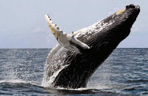2-observation-baleine-boston-safari.jpg 2-observation-baleine-boston-safari.jpg