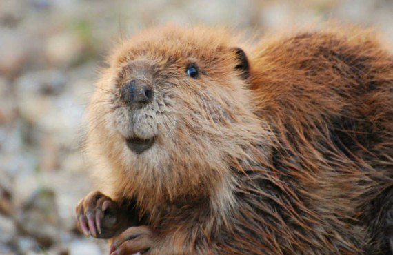 2-observation-castor-canada.jpg 2-observation-castor-canada.jpg