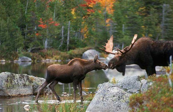2-observation-orignal-quebec.jpg 2-observation-orignal-quebec.jpg