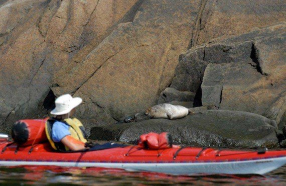 Observation des phoques en kayak Observation des phoques en kayak