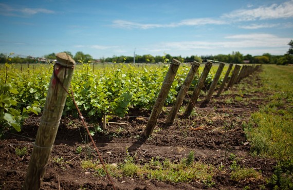 2-vignoble-chateau-charmes 2-vignoble-chateau-charmes