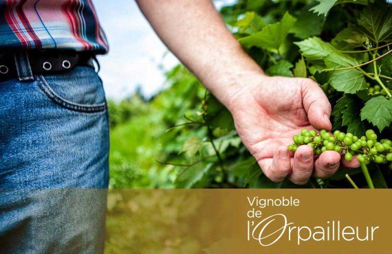 Vignoble de l'Orpailleur Vignoble de l'Orpailleur